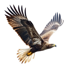 Fototapeta premium Flying Eagle Transparent Background