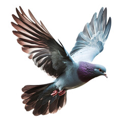 Obraz premium Flying Pigeon Transparent Background