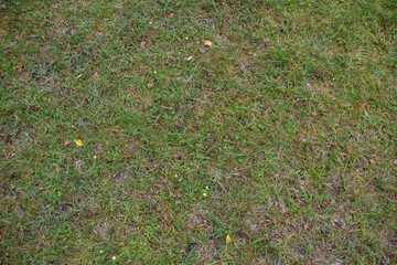 Close-up of grass with scattered small flowers