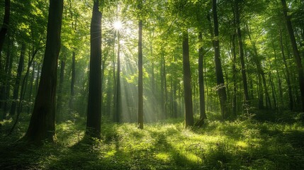 Obraz premium A vibrant forest of fresh green deciduous trees, with sunlight streaming through the leaves, creating a serene scene