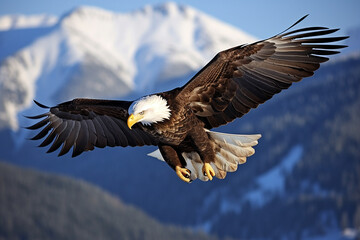 bald eagle perched majestically flying