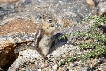 A Golden-Mantled Ground Squirrel sitting on rocks, eating in the Rocky mountain national park in Colorado, USA