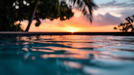  A palm tree stands before a sunset over the water