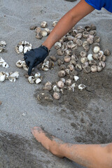 Biologist counting turtle eggs of Caretta caretta on the beach after hatching
