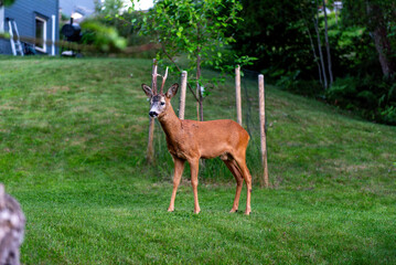 Roe deer (Capreolus), European roe deer Capreolus capreolus is standing on grass in garden and looking at the camera.