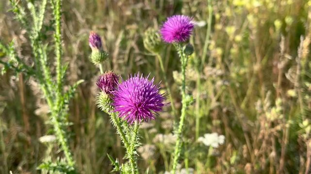 purple flowers of welted thistle (Carduus acanthoides) grow on the lawn