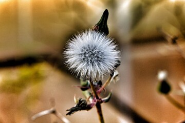 Flower Leon's tooth 