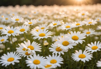 Obraz premium daisies in a field