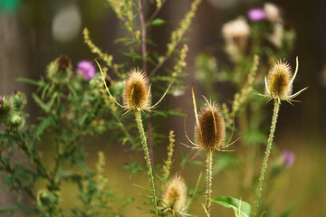 Thistle, a species of perennial plant that grows wild in fields, meadows and gardens. It is characterized by prickly leaves