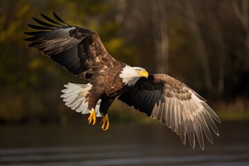 Fototapeta premium Bald Eagle Flying in Blue Sky, Real Photo, Pattern Background, Wallpaper, Cover and Screen for Smartphone, Cell Phone, Computer, Laptop