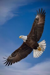 Naklejka premium Bald Eagle Flying in Blue Sky, Real Photo, Pattern Background, Wallpaper, Cover and Screen for Smartphone, Cell Phone, Computer, Laptop