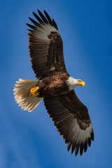 Obraz premium Bald Eagle Flying in Blue Sky, Real Photo, Pattern Background, Wallpaper, Cover and Screen for Smartphone, Cell Phone, Computer, Laptop