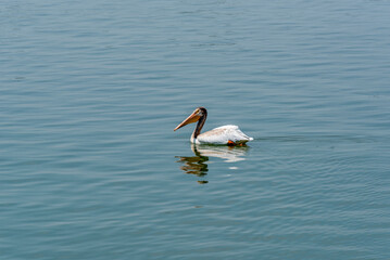 American White Pelican Swimming On Fox River Near De Pere, Wisconsin