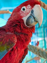  Red ara parrot. Detailed image of bright colorful parrot feathers. An interested bird's eye.  © Irina