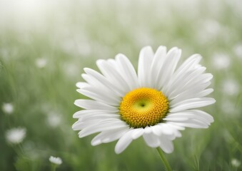 Fototapeta premium Daisy flower on a white light backgroud