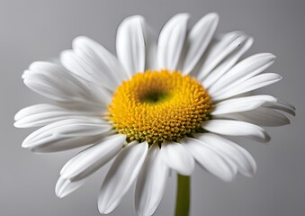 Daisy flower on a white light backgroud