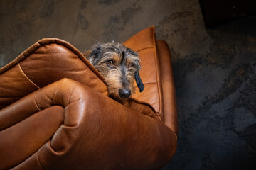 Low angle view of a young short haired dachshund. He is sitting elegantly on a light brown leather...