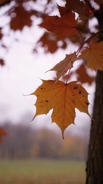 Folhas de outono ao vento