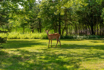 White-tailed Doe Deer In Urban Area In Wisconsin In Summer