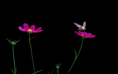hummingbird on pink flower