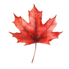 Fototapeta premium Red Maple Leaf Watercolor Illustration.
