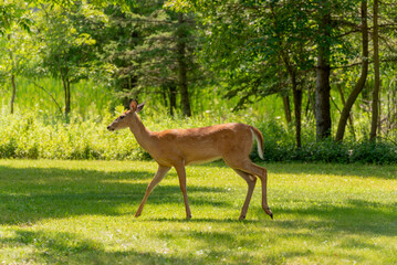 White-tailed Doe Deer In Urban Area In Wisconsin In Summer