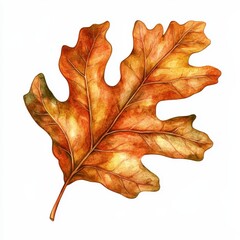 Fototapeta premium Watercolor painting of a single autumn oak leaf.