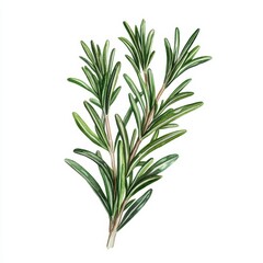 Fototapeta premium Watercolor Illustration of Rosemary Sprig.