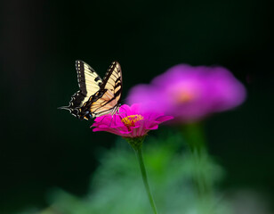 tiger swallowtail  on pink flower