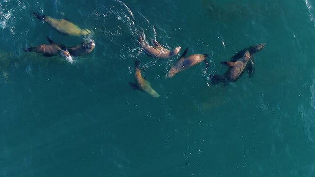 In a breathtaking aerial shot, a group of fur seals gracefully swim in slow motion at 120 fps, showcasing the beauty and elegance of their movements in the crystalclear ocean waters