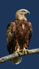 Fototapeta premium Bald Eagle Perched on Branch, with Blue Background, Realistic Photo, Standard Background, Wallpaper, Cover and Screen for Smartphone, Cell Phone, Computer, Laptop