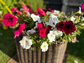 Petunia flowers in the garden, in rattan planter