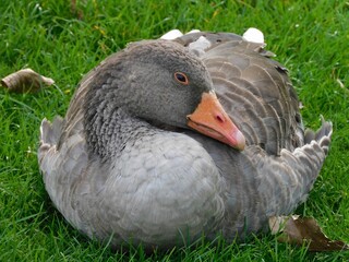 Duck in the grass