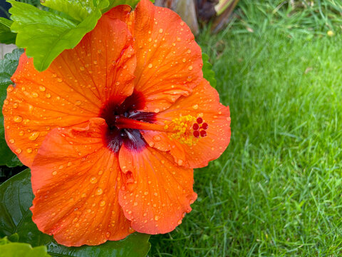 Orange hibiscus Gudhal flower on green tropical garden background close up.Orange hibiscus flower on green grass background close up. Common name are Jasvandi, Gurhal, Chinese hibiscus, Shoe flower, 