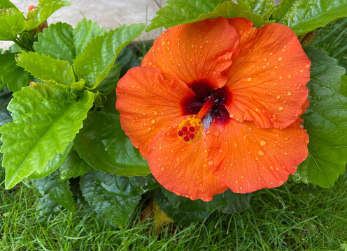 Orange hibiscus Gudhal flower on green tropical garden background close up.Orange hibiscus flower on green grass background close up. Common name are Jasvandi, Gurhal, Chinese hibiscus, Shoe flower, 