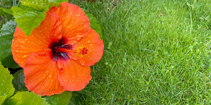 Orange hibiscus Gudhal flower on green tropical garden background close up.Orange hibiscus flower on green grass background close up. Common name are Jasvandi, Gurhal, Chinese hibiscus, Shoe flower, 