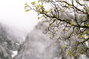 Spring Trees in foggy mountains 