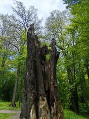 Damaged tree. The trunk of a burnt ancient oak stands alone among healthy trees in the forest.
