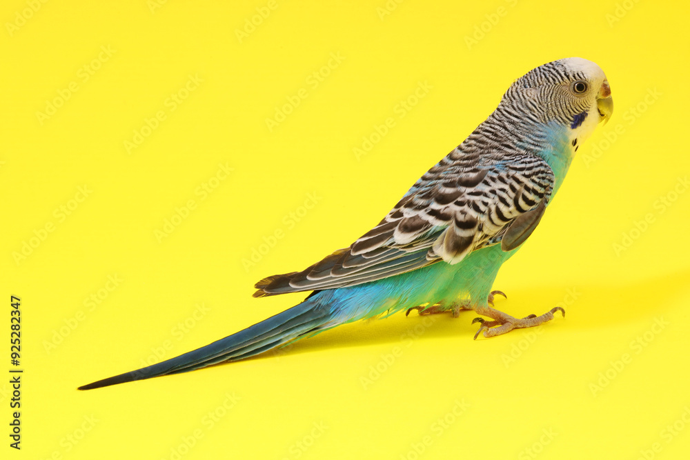 Poster beautiful parrot on yellow background. exotic pet