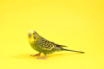 Beautiful bright parrot on yellow background. Exotic pet
