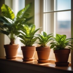 Fototapeta premium Potted green plants on window