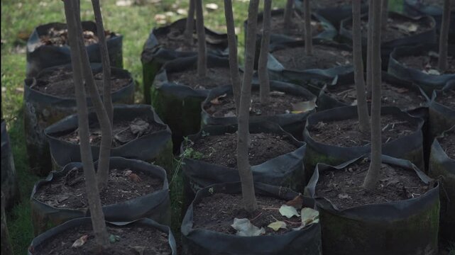 reforestation set of young trees trunks in pots