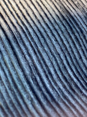 Struktur eines verwitterten Holzbrettes, Maserung