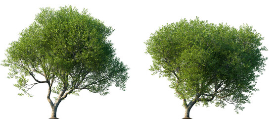 Set of Pistacia lentiscus (also lentisk or mastic) frontal set street trees isolated png in sunny daylight on a transparent background perfectly cutout