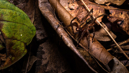 Spider on a dead leaf on the ground