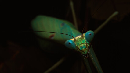 Praying mantis isolated on black III