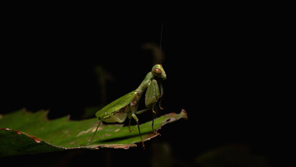 Green praying mantis on a leaf.