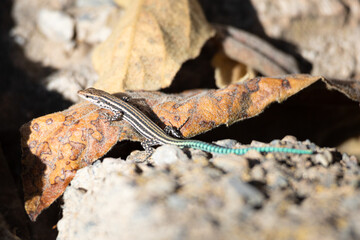 Lagartija ibérica (Podarcis hispanicus)