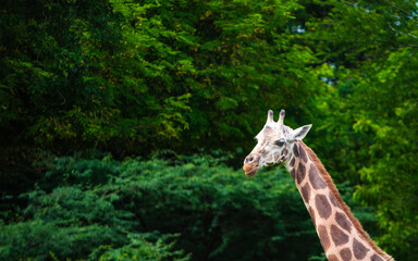 giraffe in the zoo