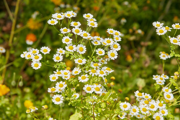 Daisy, meadow or flowers growing in field or outdoor environment for digestive medicine, lawn or herbs. Garden, natural chamomile or bellis perennis blooming outside in nature, park or spring season © SteenoWac/peopleimages.com